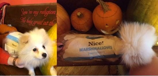 Pomeranian in marshmallow costume